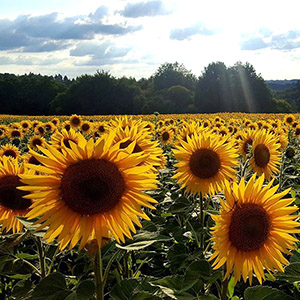 Tournesols