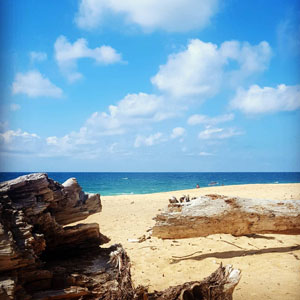 bois sur plage