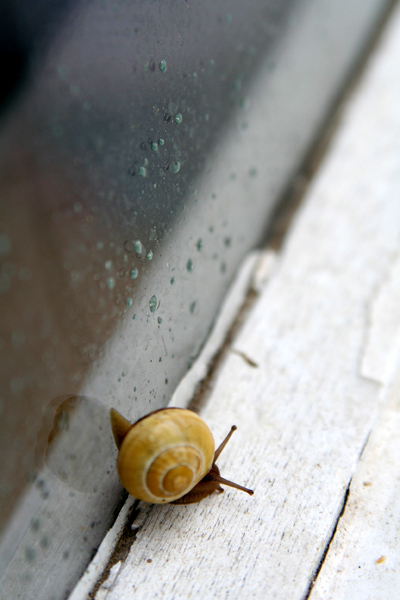 escargot