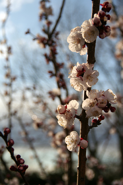 fleurs d'abricotier