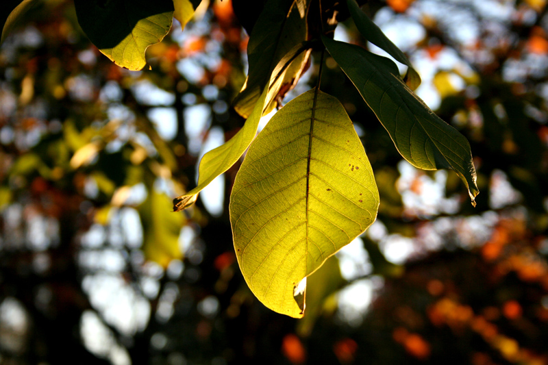 feuille d'automne